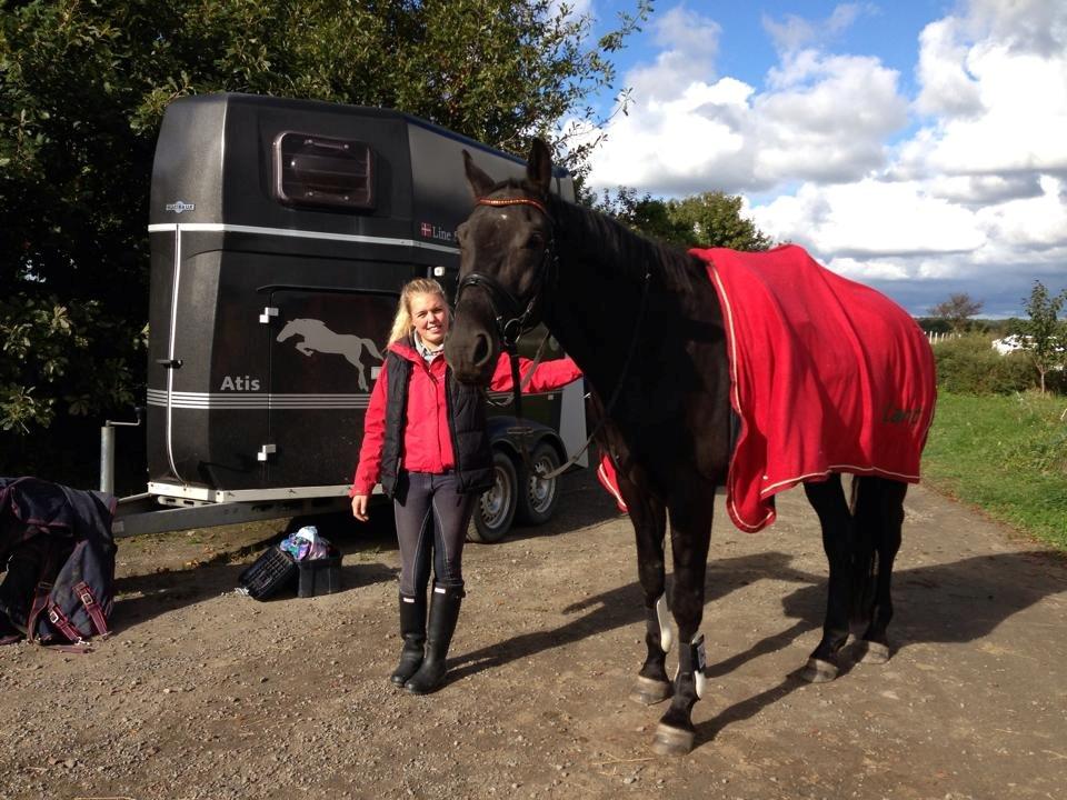 Dansk Varmblod Bornhøfts Black Luc - Klar til træning derhjemme sensommer 2013 :-)  billede 12