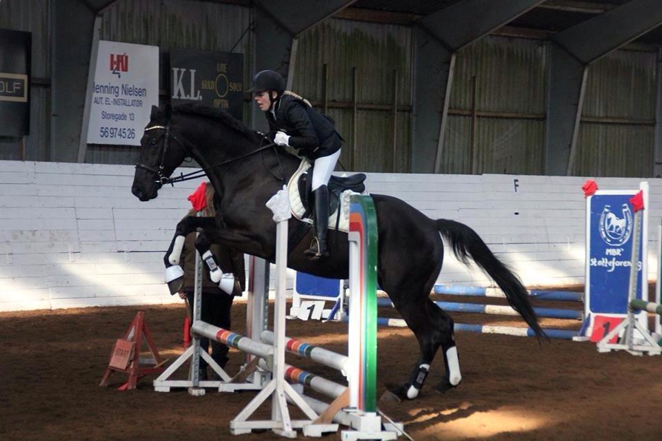 Dansk Varmblod Bornhøfts Black Luc billede 15