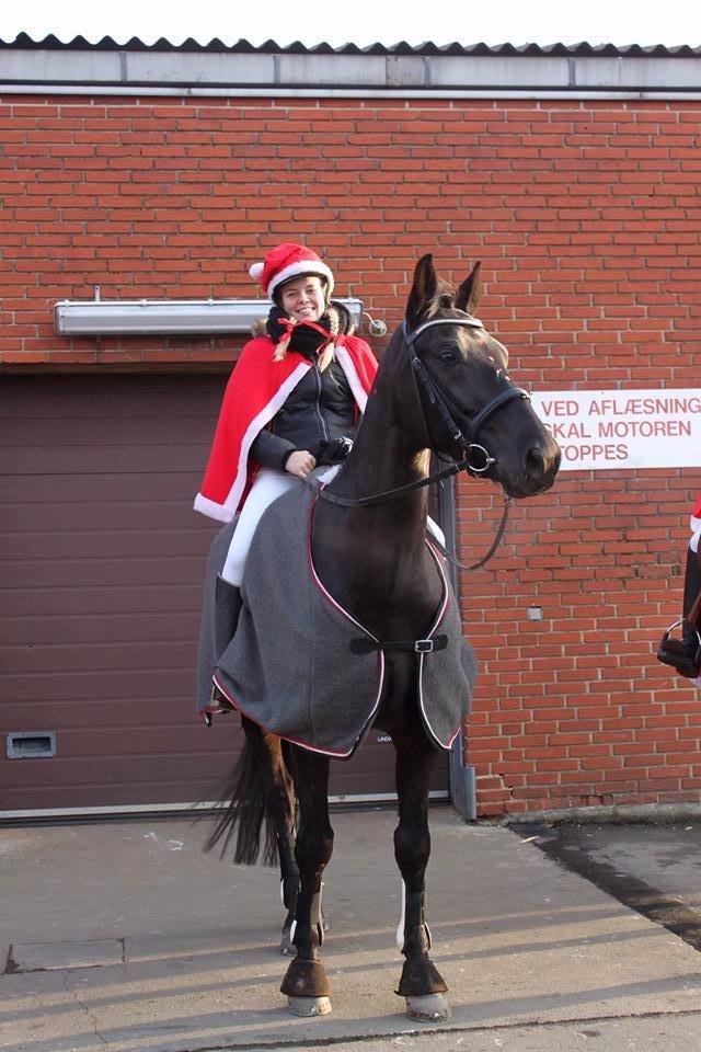Dansk Varmblod Bornhøfts Black Luc - Juleoptog december 2013 <3  billede 16