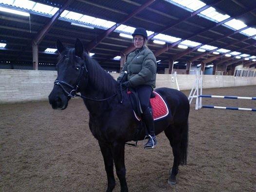 Dansk Varmblod Nico billede 1