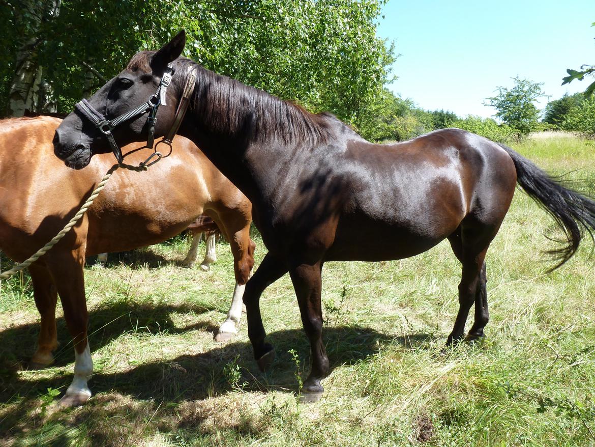 Dansk Varmblod Nico billede 2