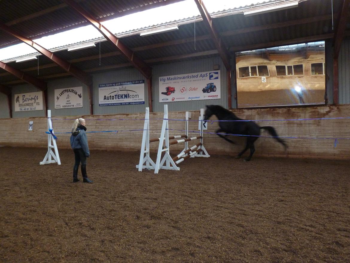 Dansk Varmblod Nico billede 3