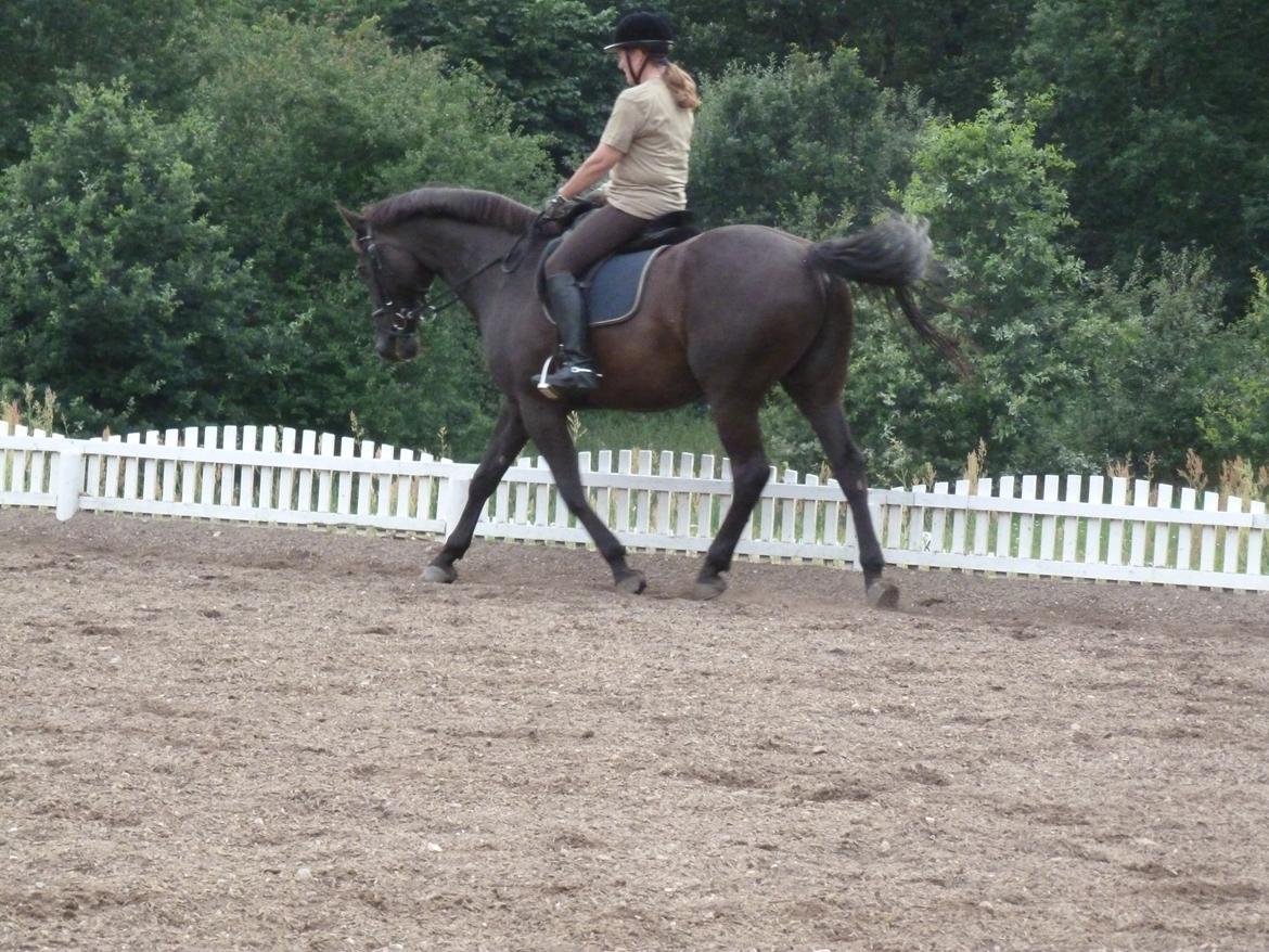 Dansk Varmblod Nico billede 4