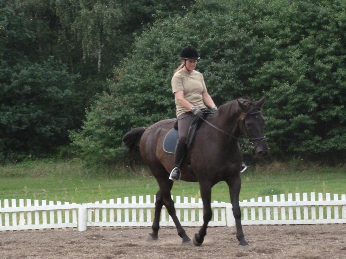 Dansk Varmblod Nico billede 5