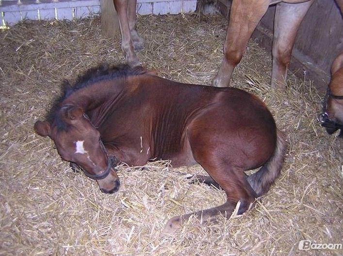 DSP Troja min dejlige part! billede 19