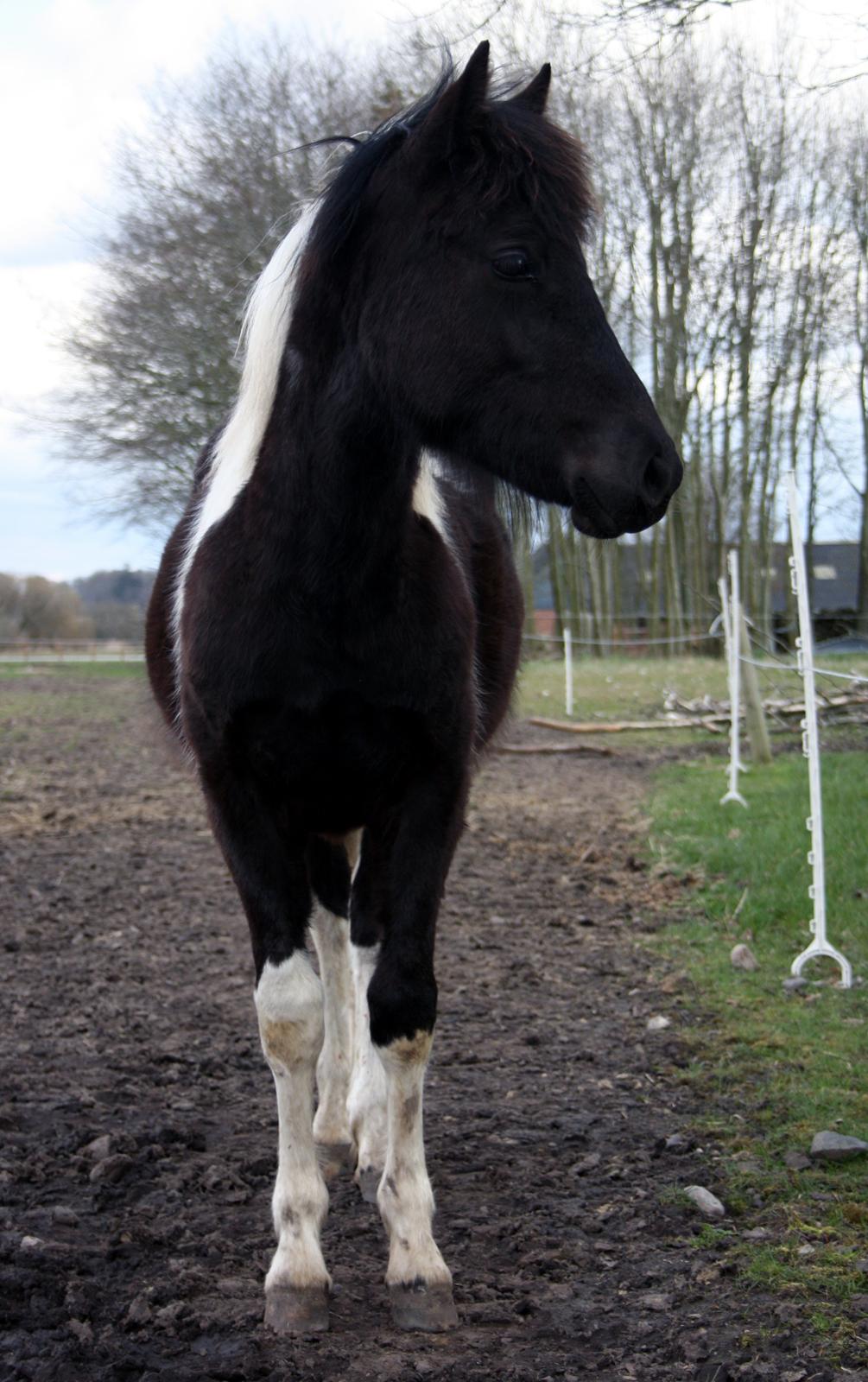 Welsh Cob (sec D) / Pinto - Skovbjerggårds Lucky Girl (SOLGT) - 13. april 2012 billede 8