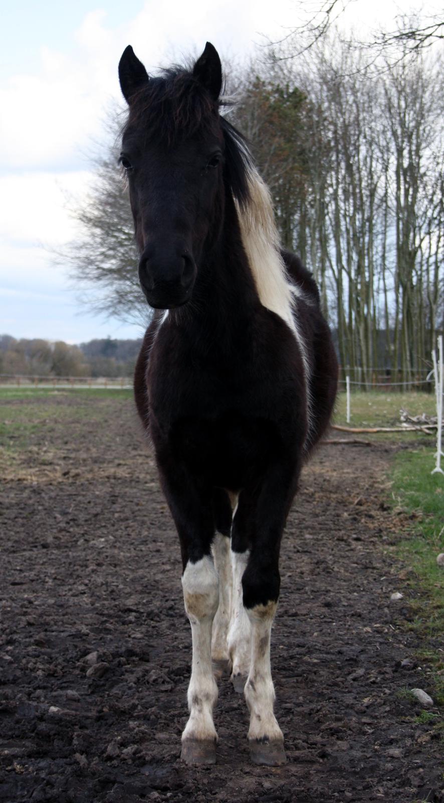 Welsh Cob (sec D) / Pinto - Skovbjerggårds Lucky Girl (SOLGT) - 13. april 2012 billede 12