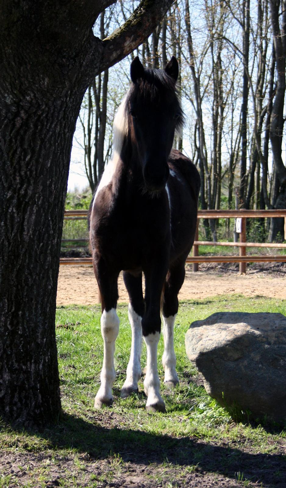 Welsh Cob (sec D) / Pinto - Skovbjerggårds Lucky Girl (SOLGT) - 2. maj 2012 billede 7