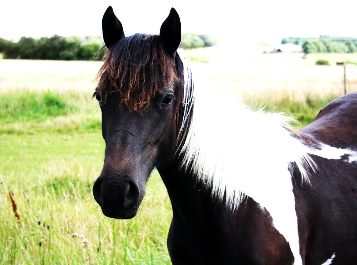 Welsh Cob (sec D) / Pinto - Skovbjerggårds Lucky Girl (SOLGT) - 12. august 2012 billede 2