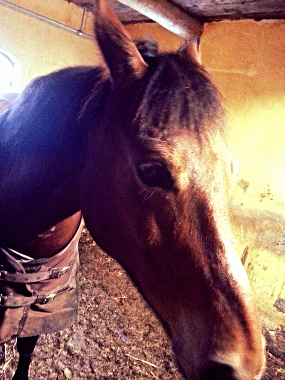 Anden særlig race Zeekira <3 - Hah, nurgghh hun stener :D <3 billede 16