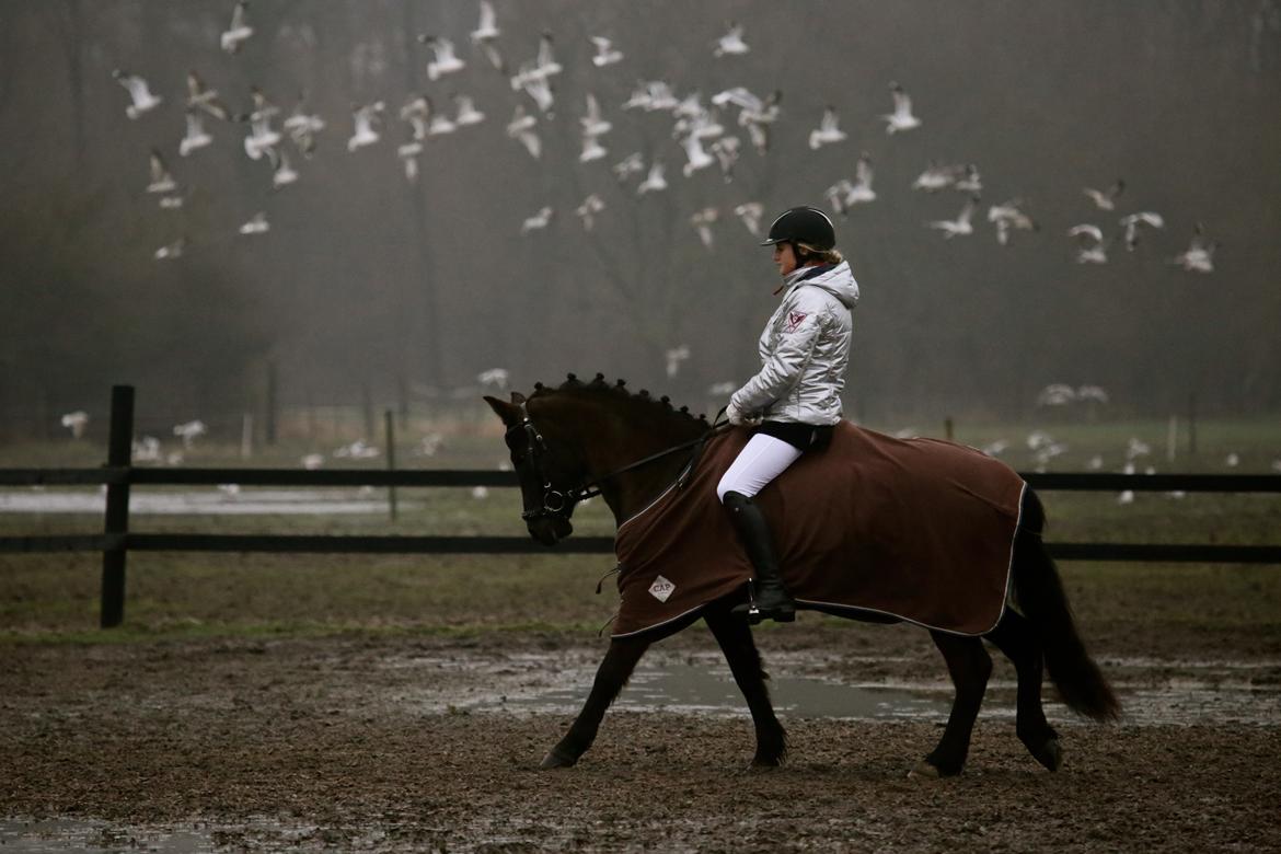 New Forest Skovlundegårds Quality SOLGT billede 8