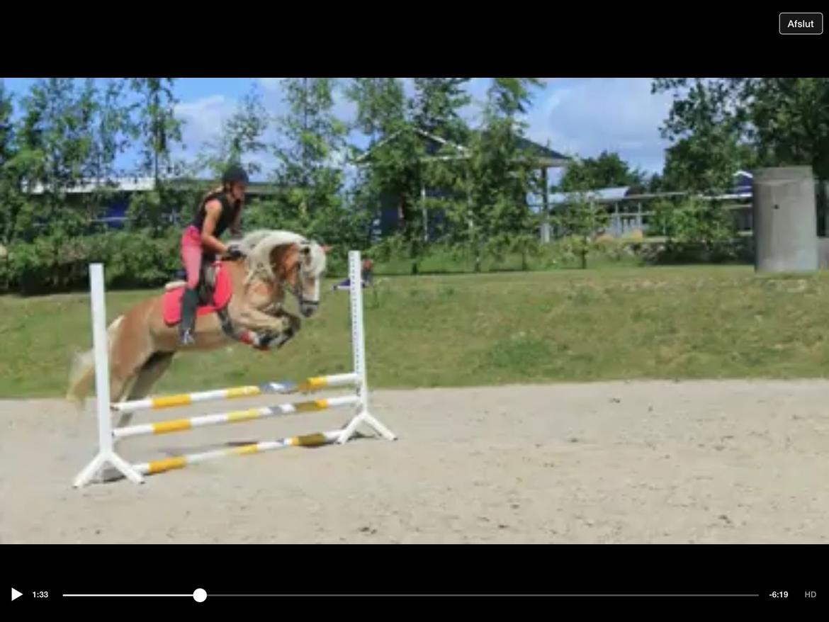 Haflinger Ferrari Bakkely billede 16