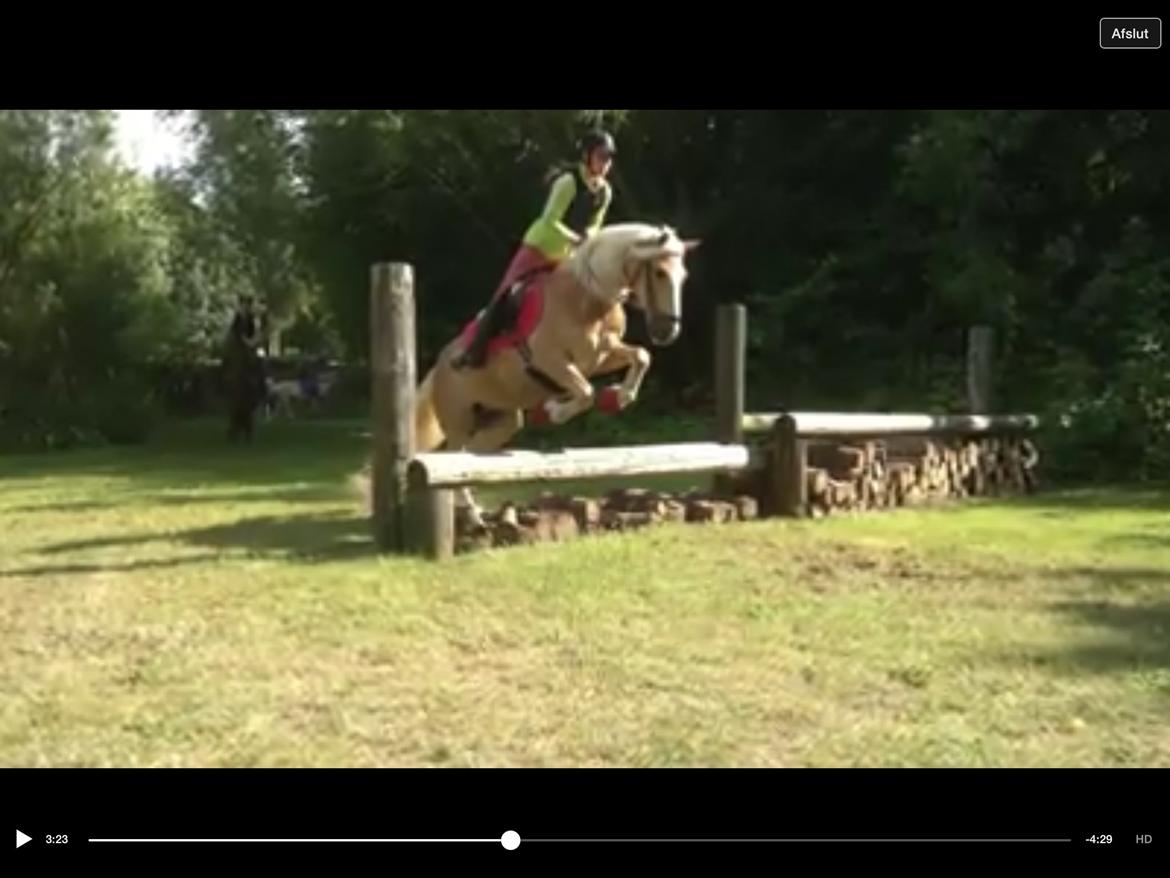 Haflinger Ferrari Bakkely billede 18