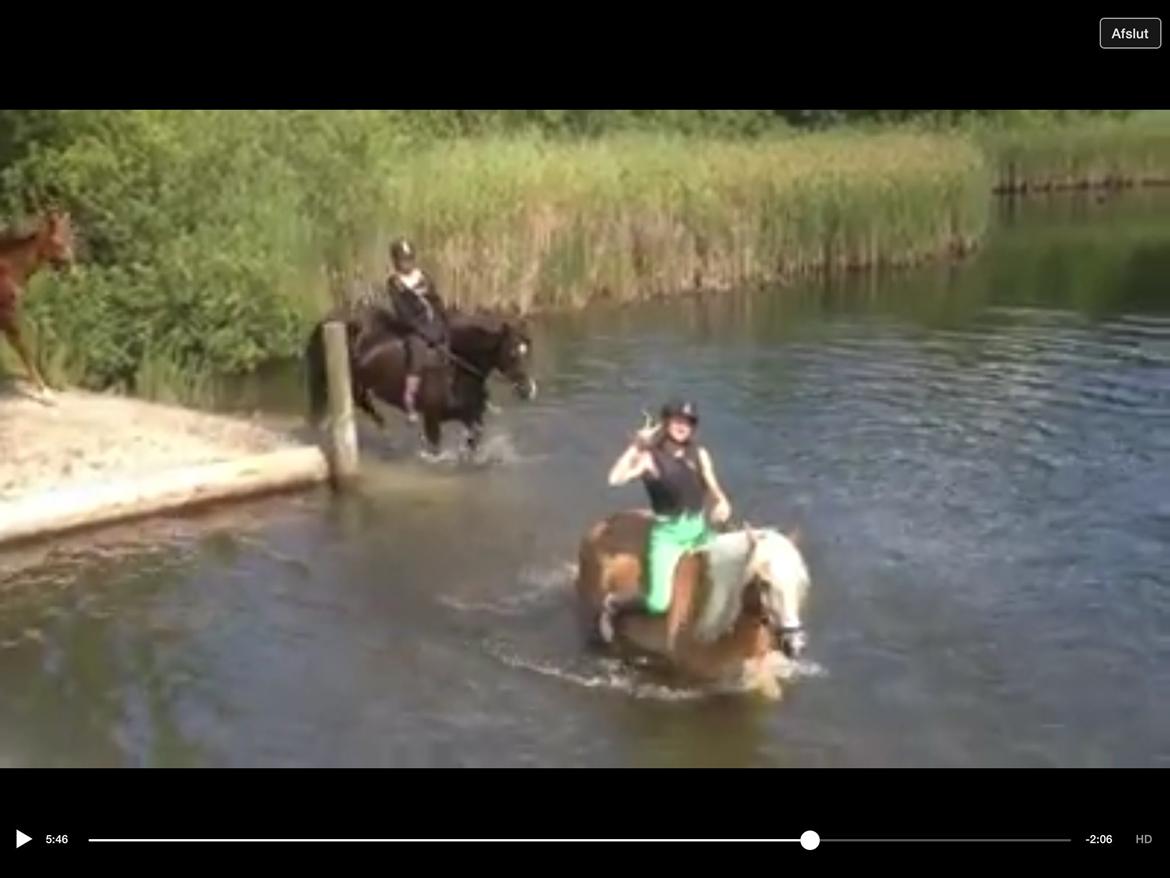 Haflinger Ferrari Bakkely billede 20