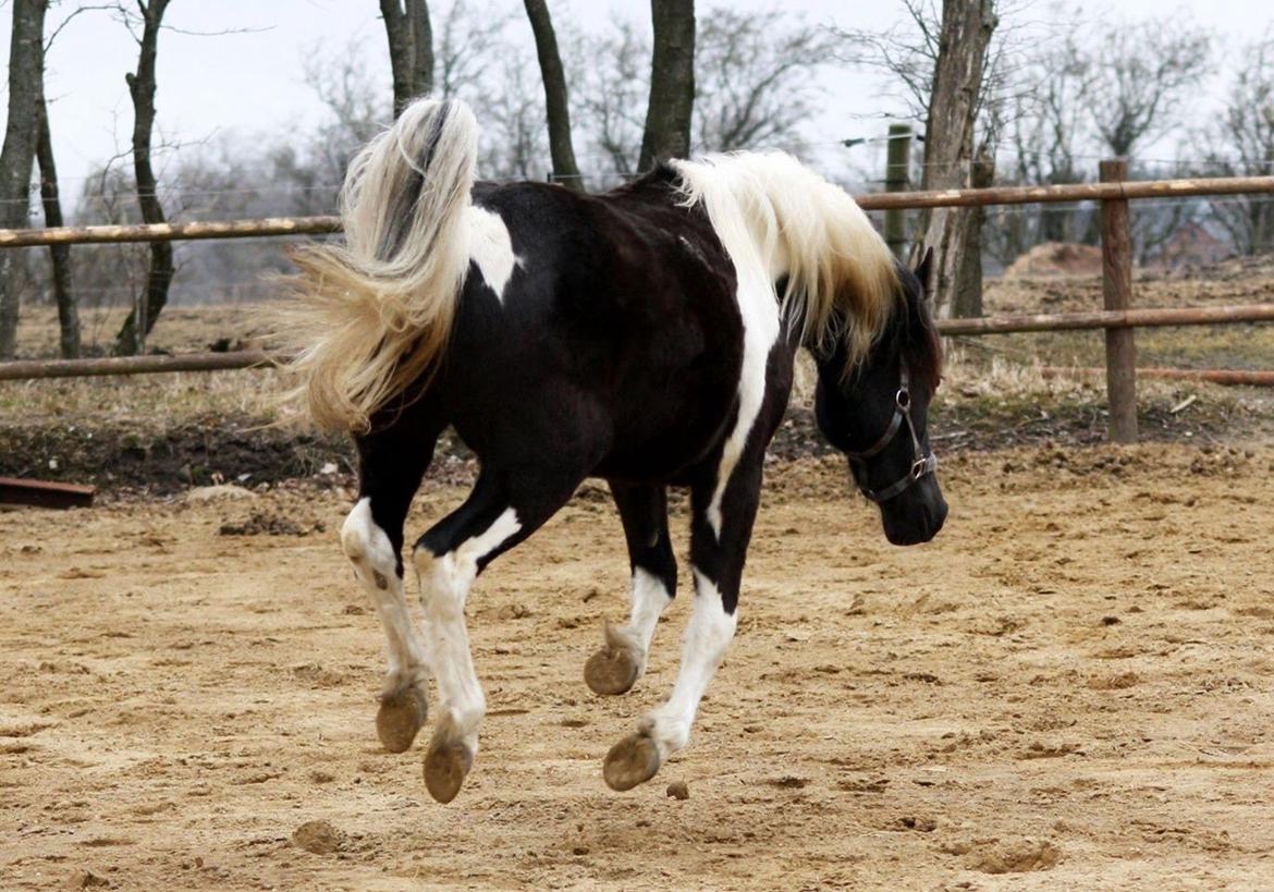 Welsh Cob (sec D) / Pinto - Skovbjerggårds Lucky Girl (SOLGT) billede 15