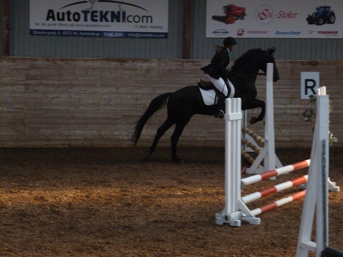 Dansk Varmblod Nico billede 6