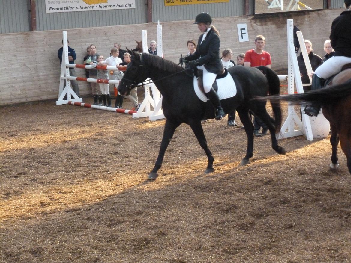 Dansk Varmblod Nico billede 7