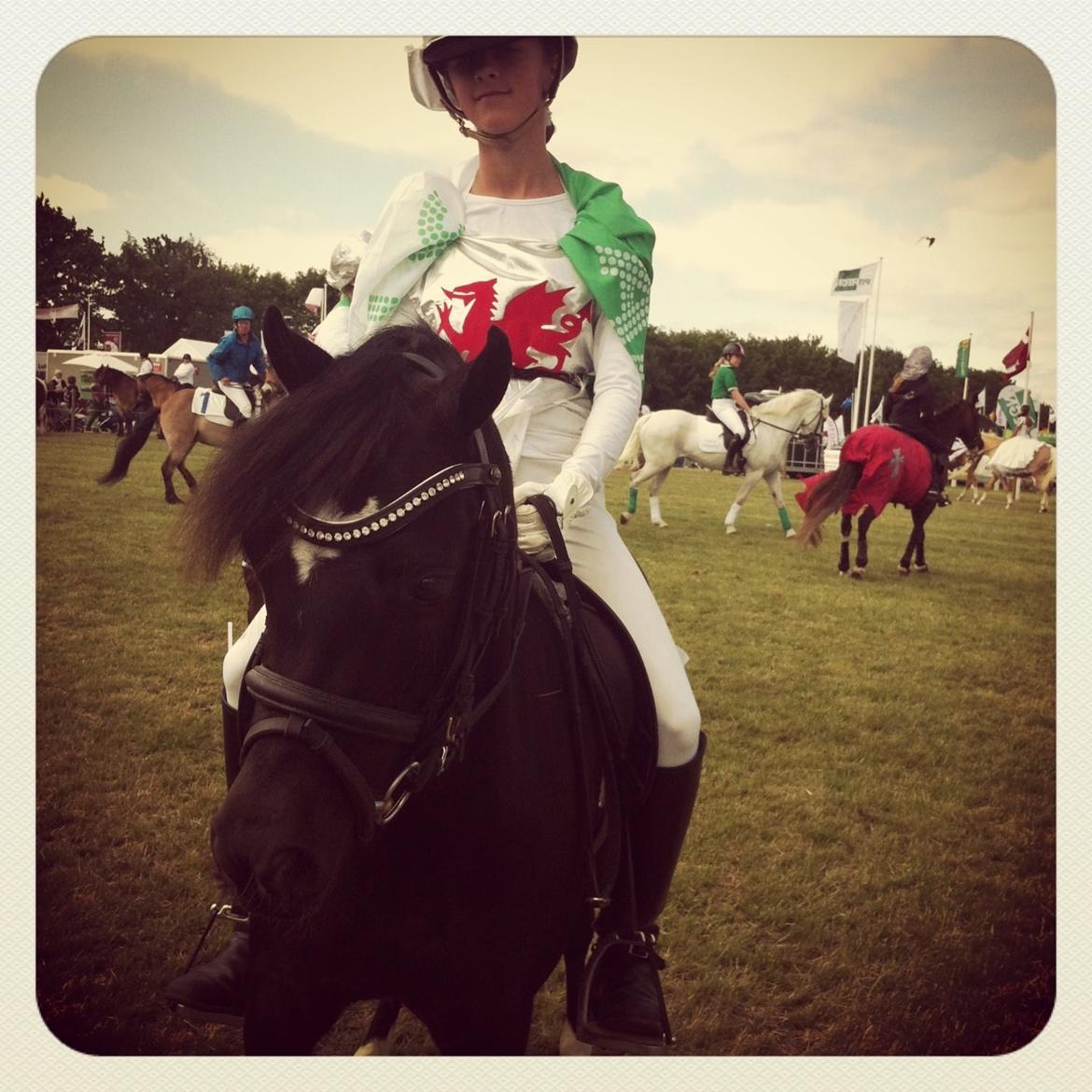 Welsh Pony af Cob-type (sec C) Dorthealyst Socks billede 20