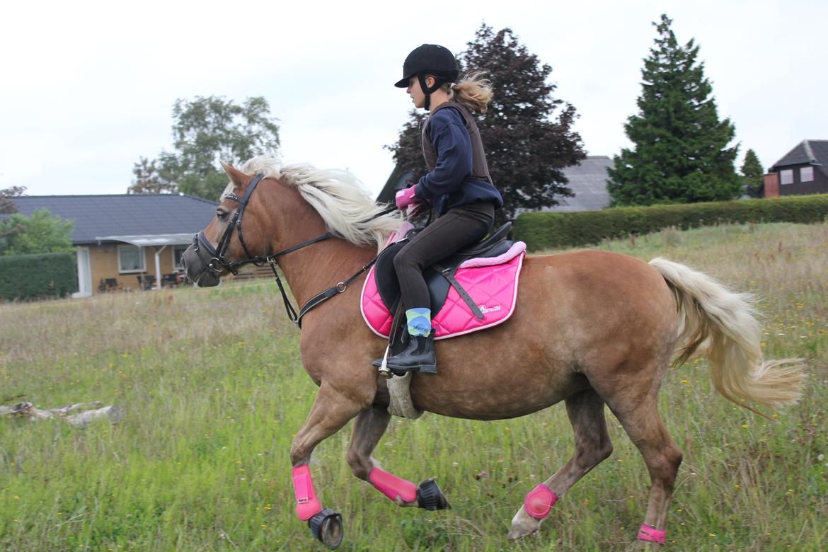 Haflinger cigga billede 2