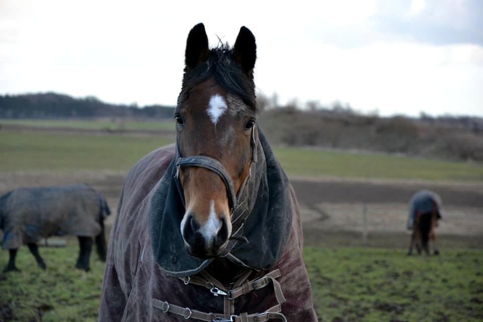 Anden særlig race Arcibald - Mudrede Arcibølle på folden <3  billede 16
