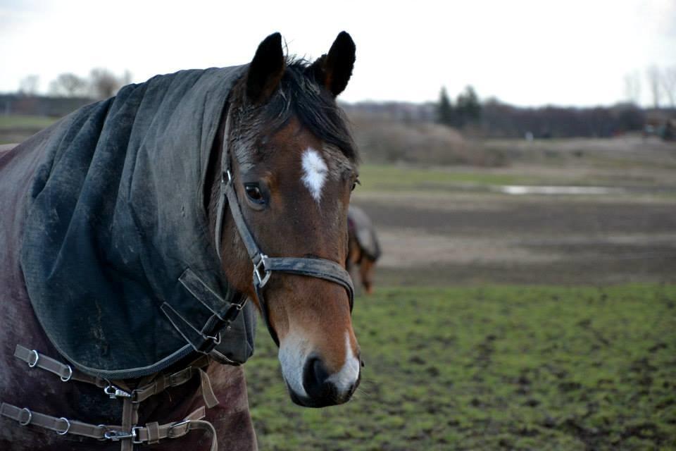 Anden særlig race Arcibald billede 15