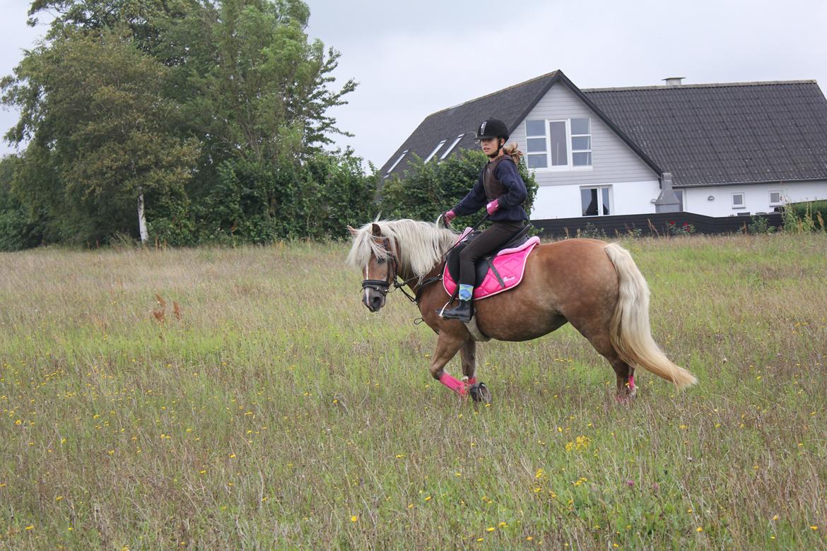 Haflinger cigga billede 3