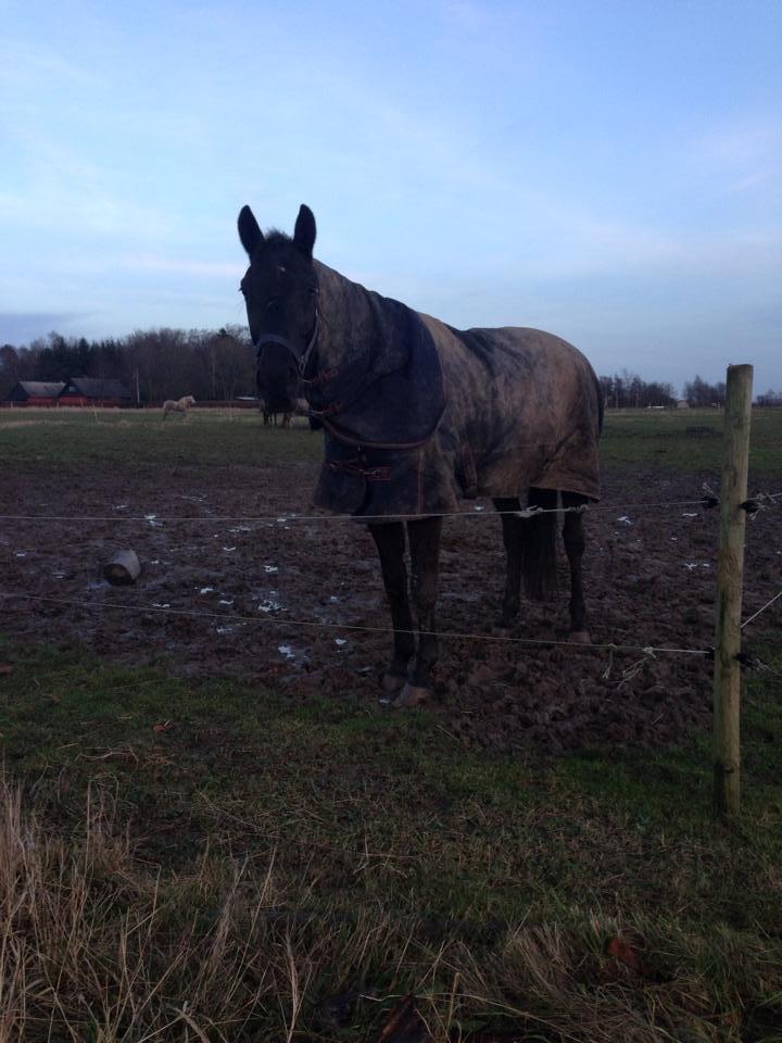 Dansk Varmblod Bornhøfts Black Luc - Kom nuuuuu :-)  billede 17