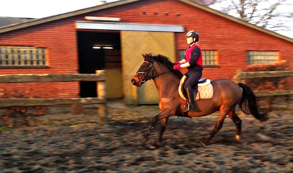 Hollandsk Sportspony JOLANDA SOLGT <3 - Jolanda første springning ude 2014<3 billede 23