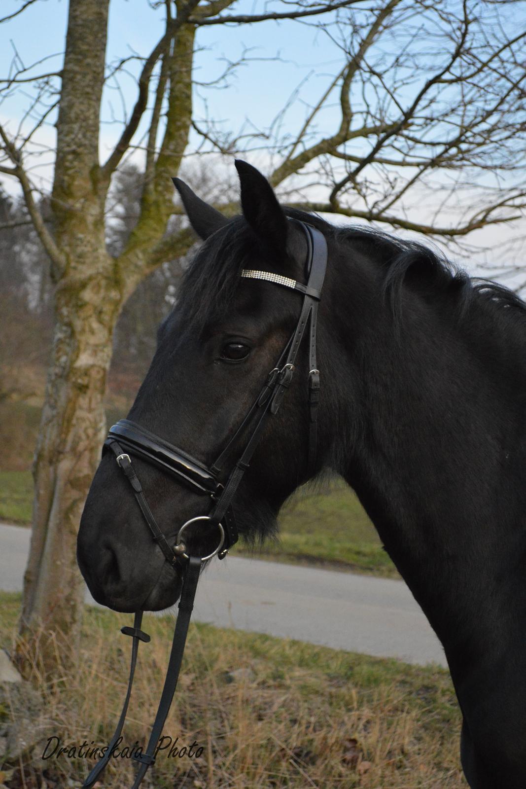 Oldenborg Laphino af kassø - 25/2 - Smukkeste Lasse billede 13