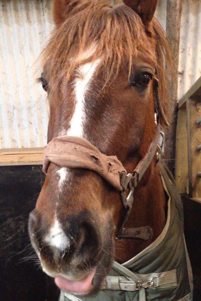 Anden særlig race Siegaard's Achilleus billede 9