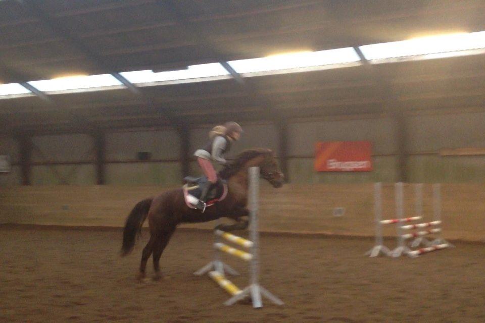 Anden særlig race Siegaard's Achilleus billede 11