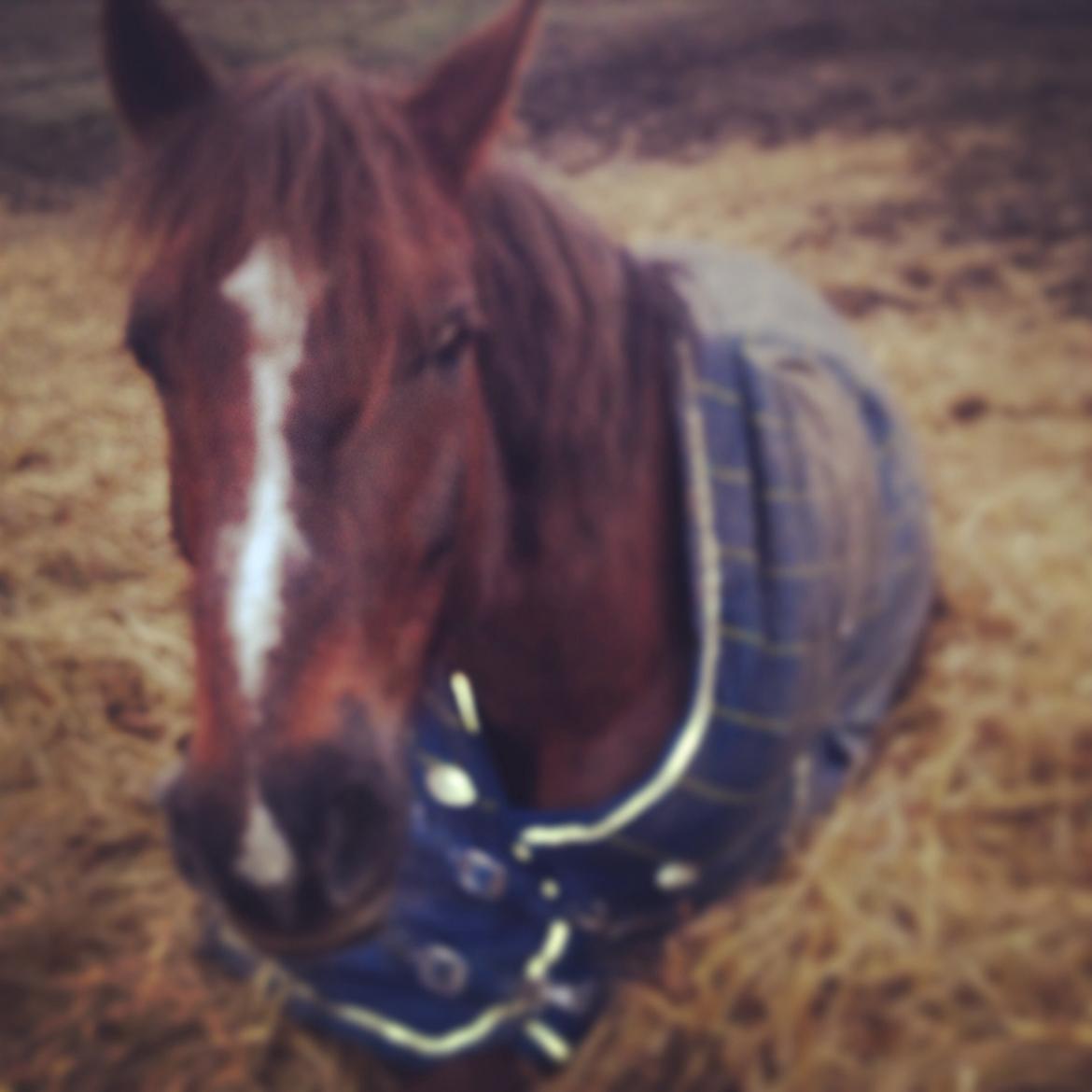 Anden særlig race Siegaard's Achilleus billede 14