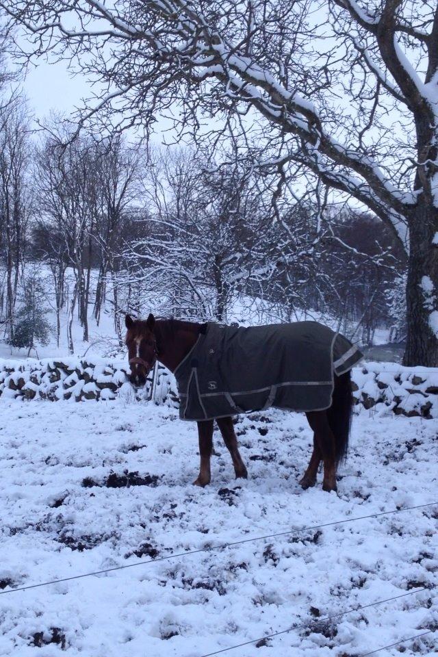 Anden særlig race Siegaard's Achilleus billede 17