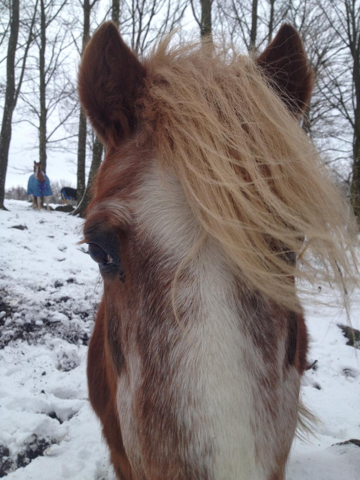 Anden særlig race Ringostar ( Rikke )<3 billede 19