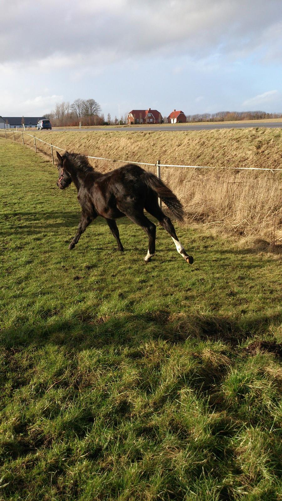 Frederiksborg Struntze's Look At Me *SOLGT* - 25 / 2 2014  billede 40