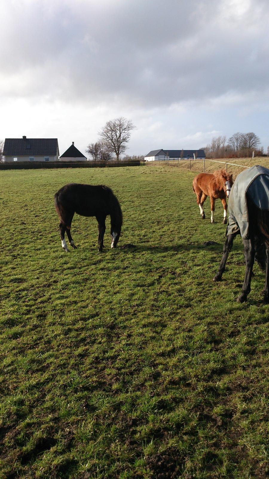 Frederiksborg Struntze's Look At Me *SOLGT* - 25 / 2 2014  billede 41