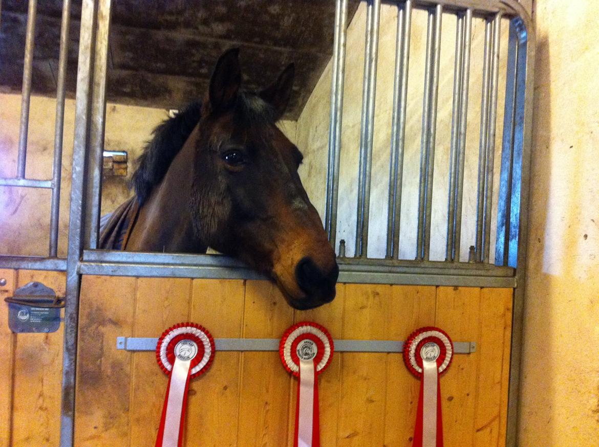 Anden særlig race Sam <3 - Sam med hans tre røde rossetter! billede 1