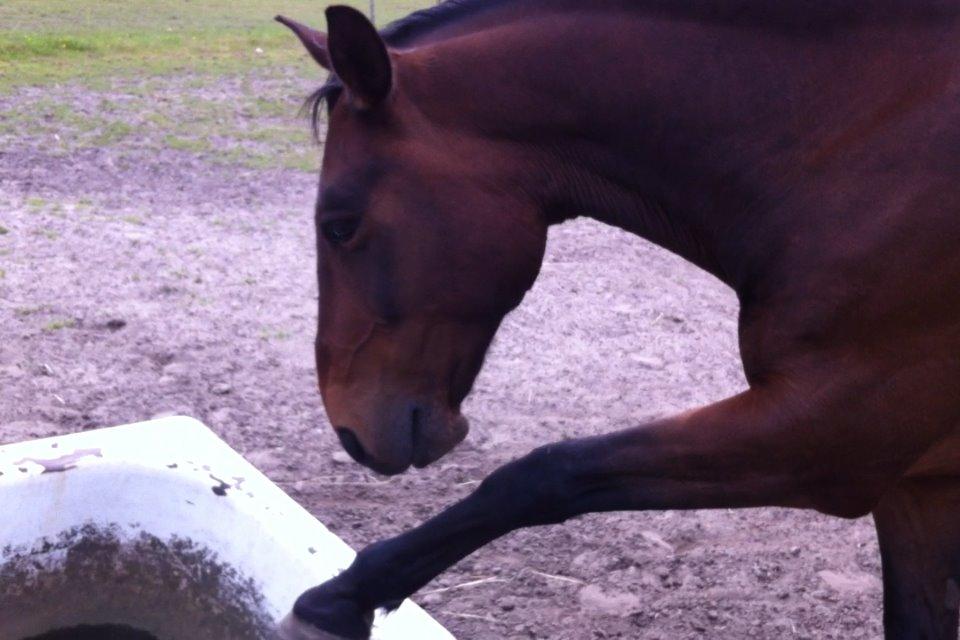 Anden særlig race Sam <3 billede 2