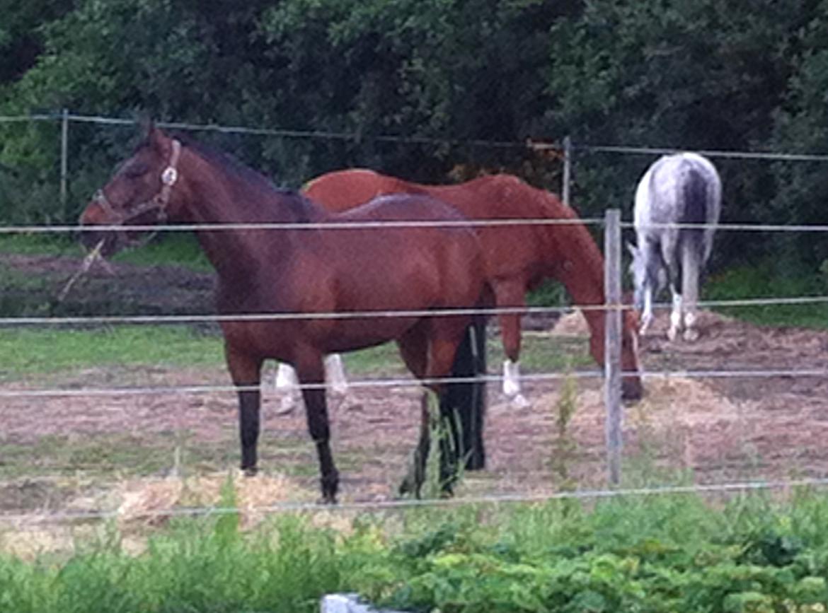 Anden særlig race Sam <3 billede 3