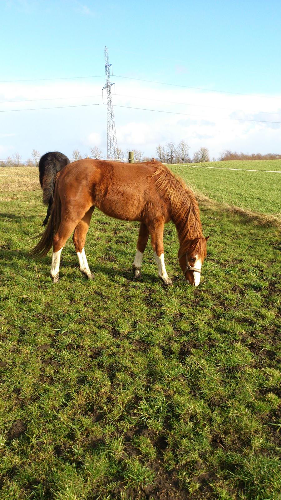 Welsh Partbred (Sec F) Struntze's Wanna' Play R.I.P - 25 / 2 2014  billede 29