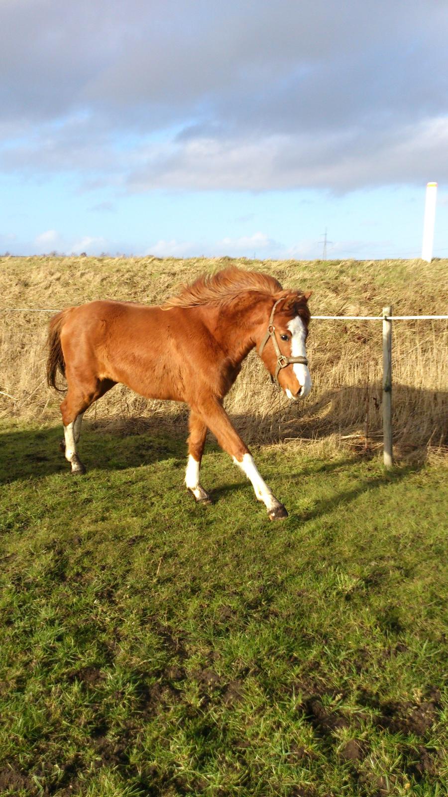 Welsh Partbred (Sec F) Struntze's Wanna' Play R.I.P - 25 / 2 2014  billede 31