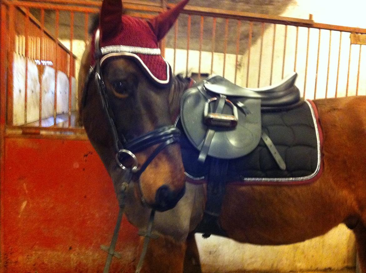 Anden særlig race Sam <3 - Sam med hans fine nye set:) billede 5