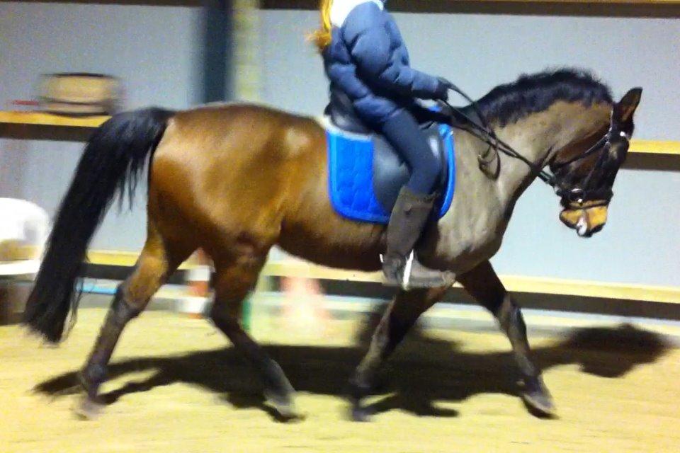 Anden særlig race Sam <3 billede 6