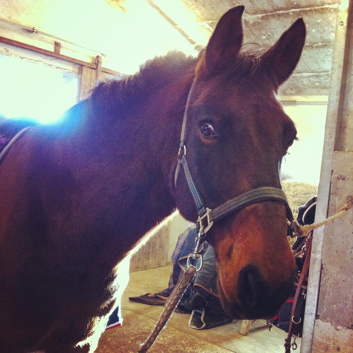 Anden særlig race Sam <3 billede 9