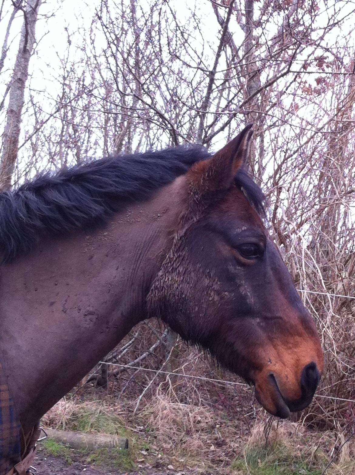 Anden særlig race Sam <3 - Beskidte Sam ;) billede 10