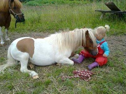 Shetlænder Laban billede 1