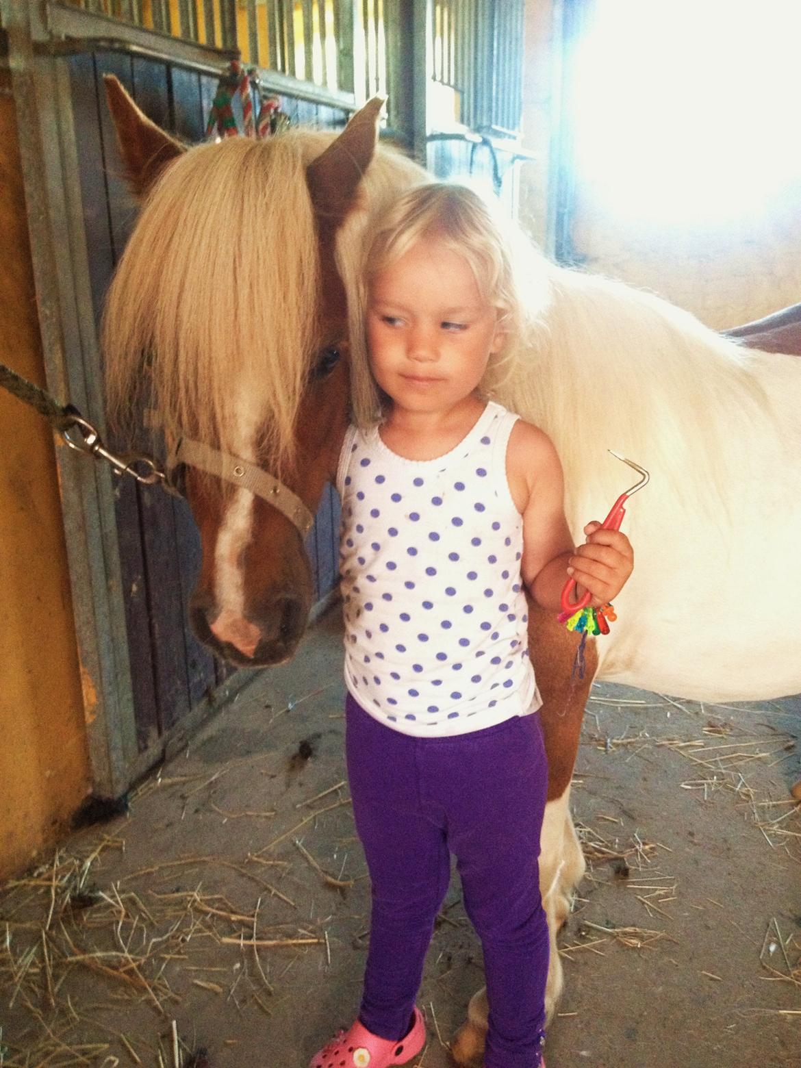 Shetlænder Laban billede 3