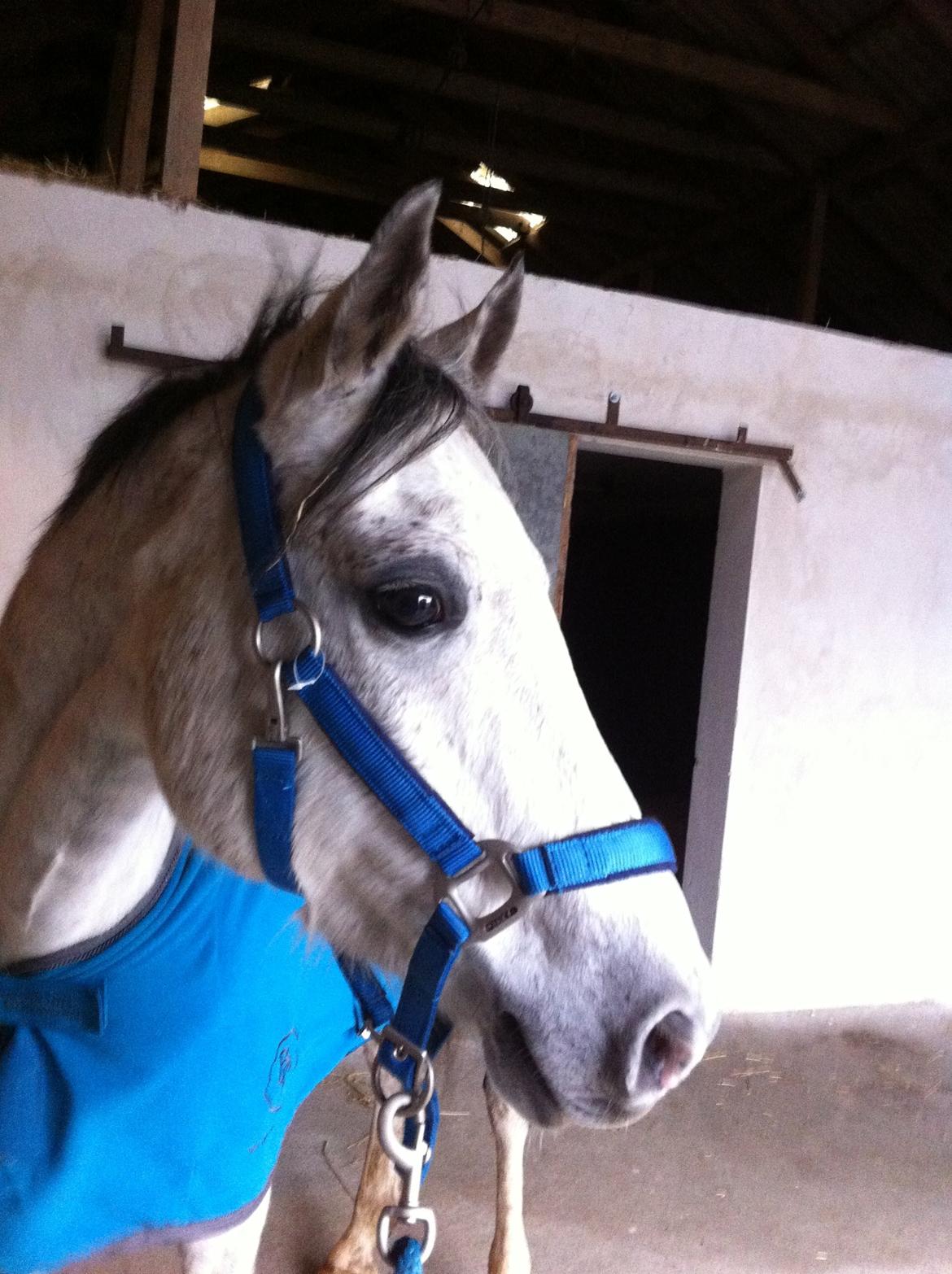 Irsk Sportspony Mr Blue Sky (Mister) - Mig og Misterr klar til stævne:) billede 20