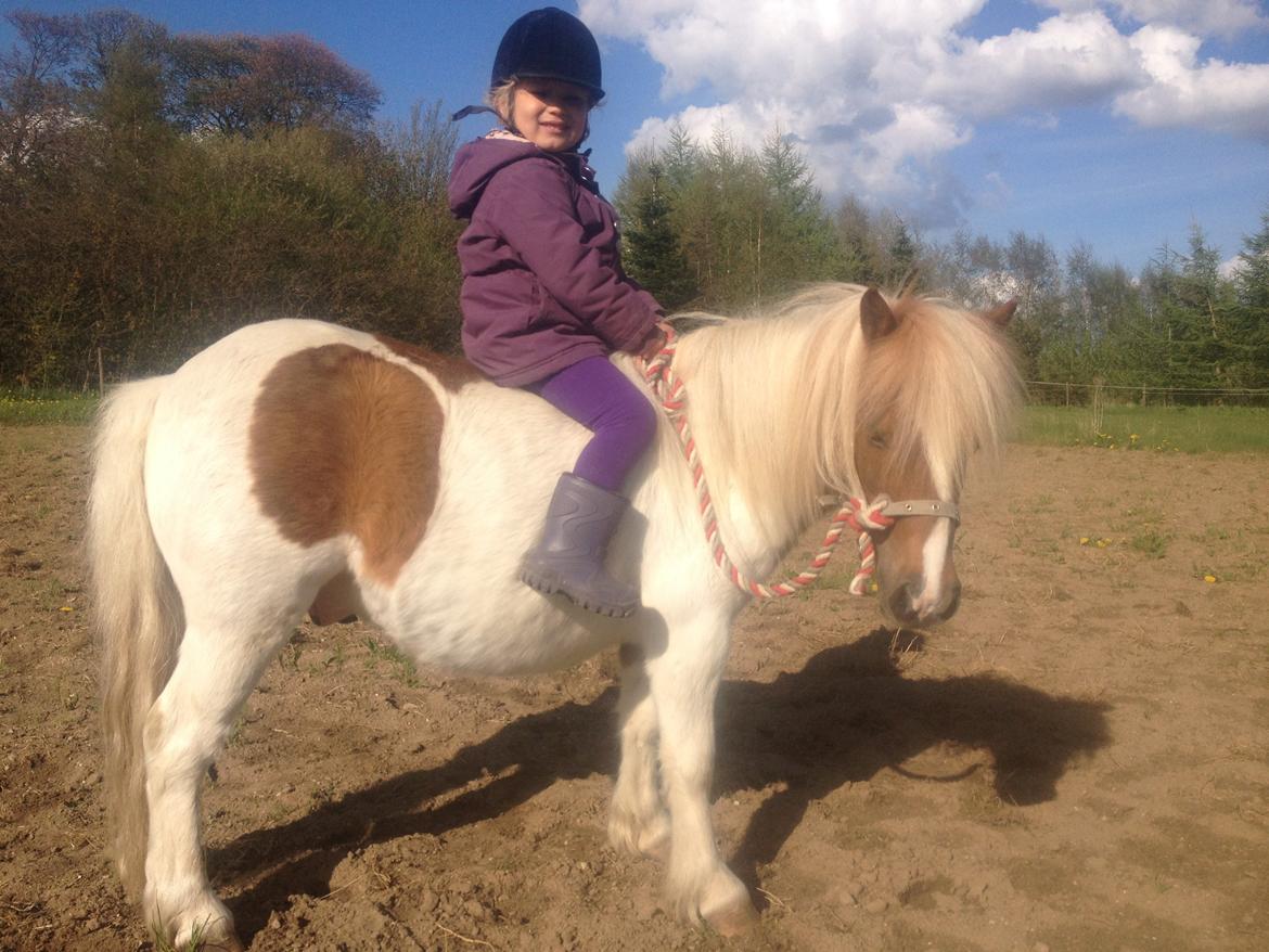 Shetlænder Laban billede 4