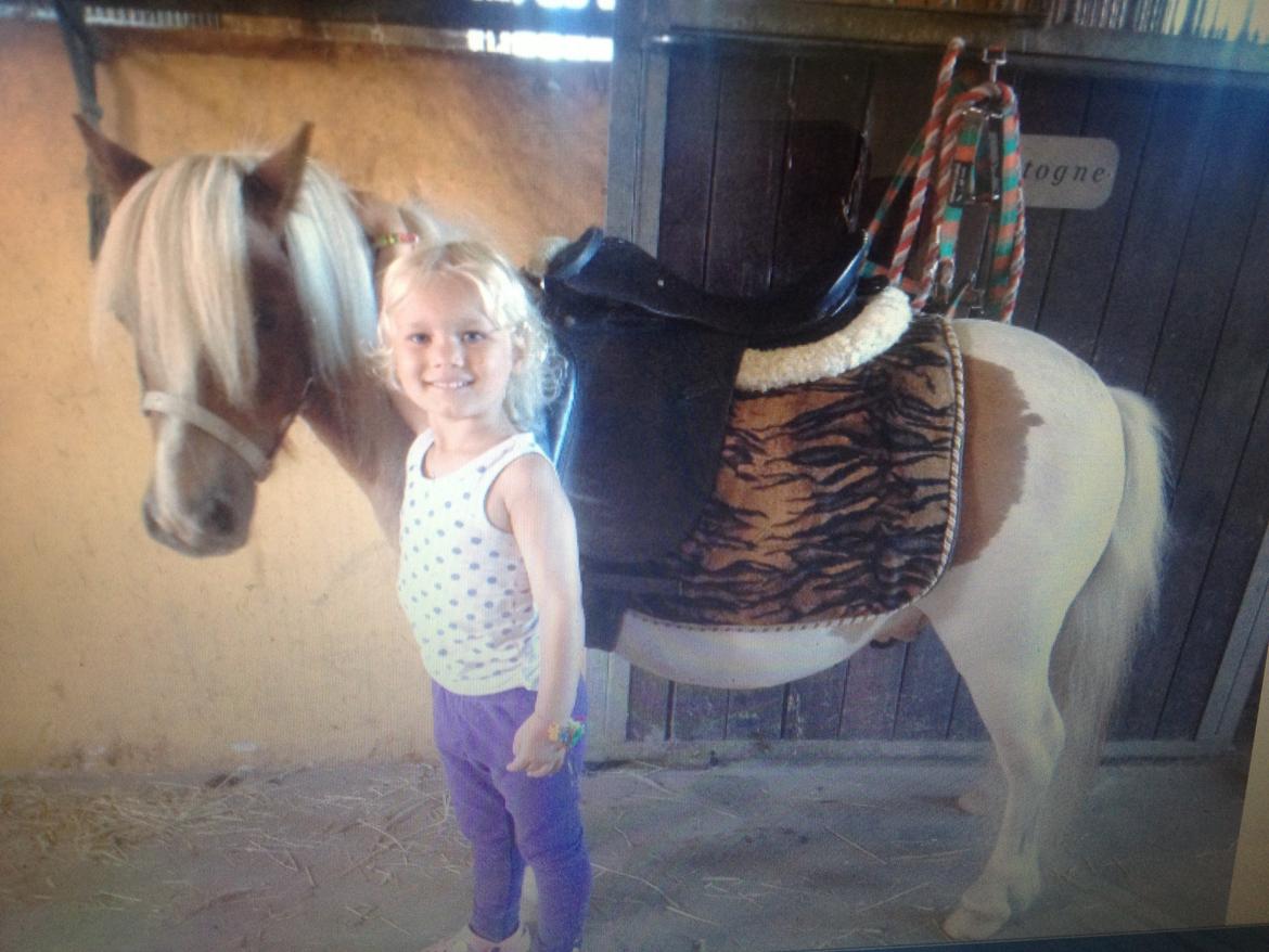 Shetlænder Laban billede 5